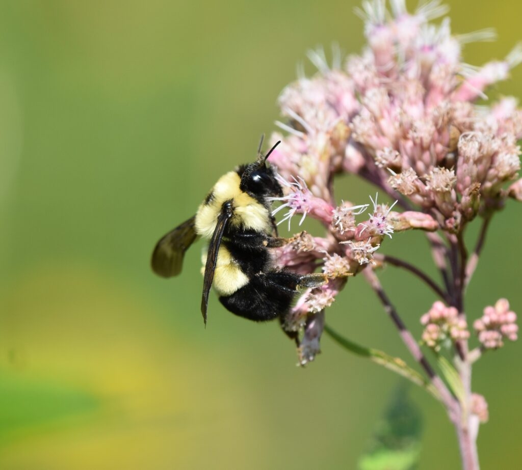 Wisconsin legislators, DNR move to protect pollinators