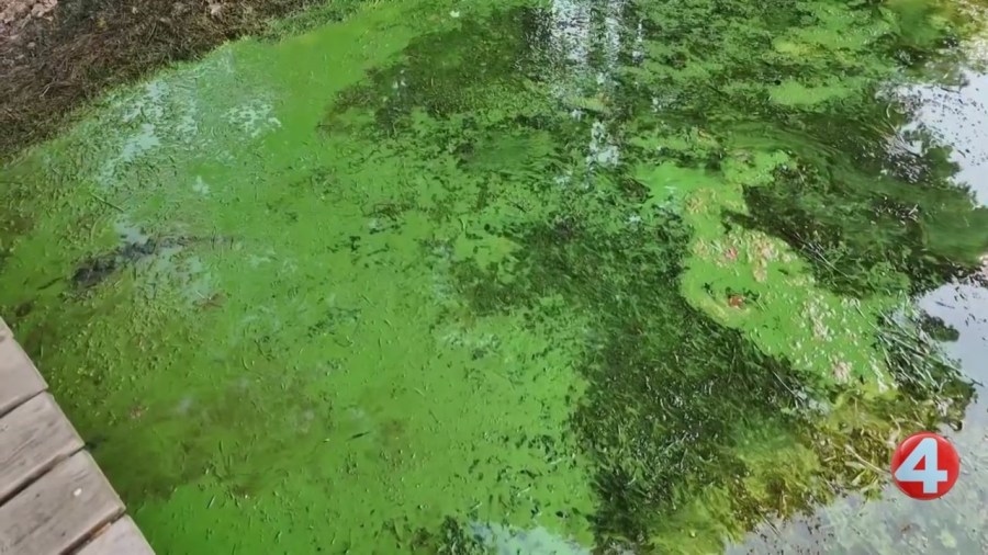 Family develops rashes after cleaning waterfront property on Chautauqua Lake