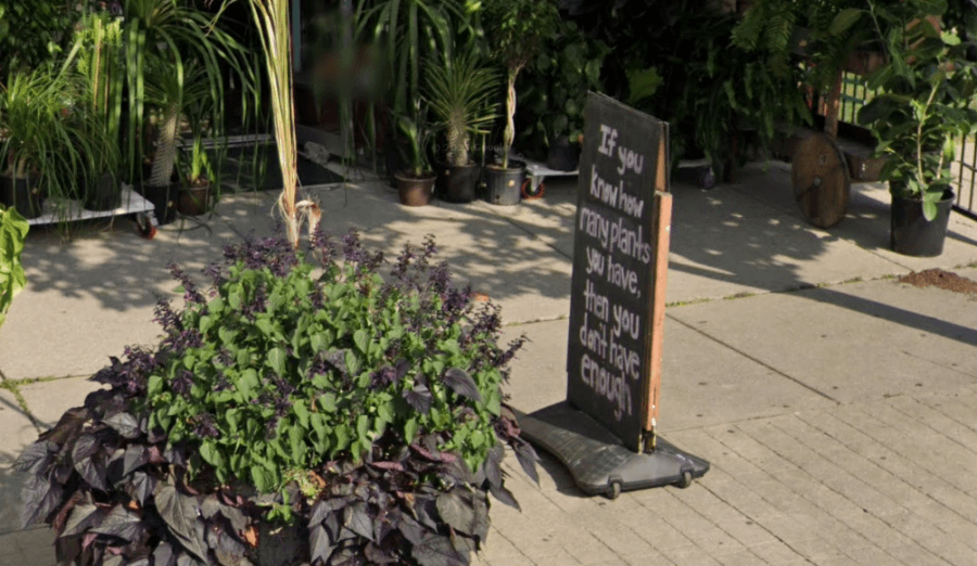 Put a Plant On It offering $1k reward for missing bird possibly in Tonawanda