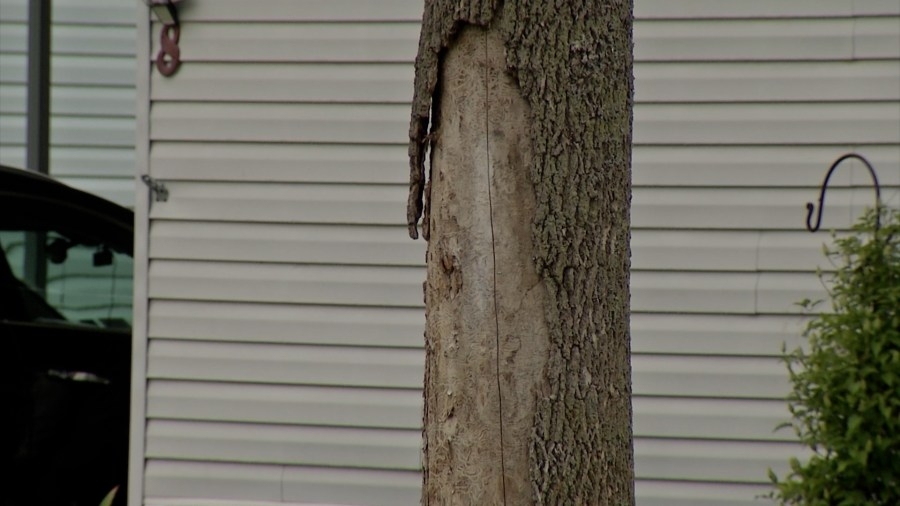 Multiple rotting trees at local mobile home park concern residents