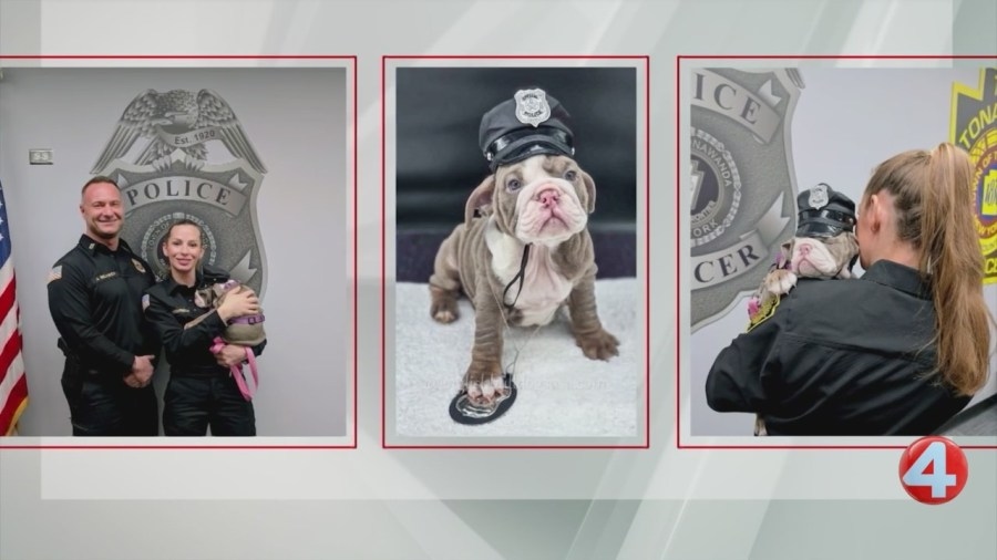 Town of Tonawanda Police Department receives donated therapy dog