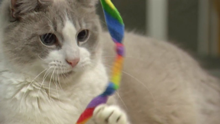 Cat cafe on Niagara Street set to close next month