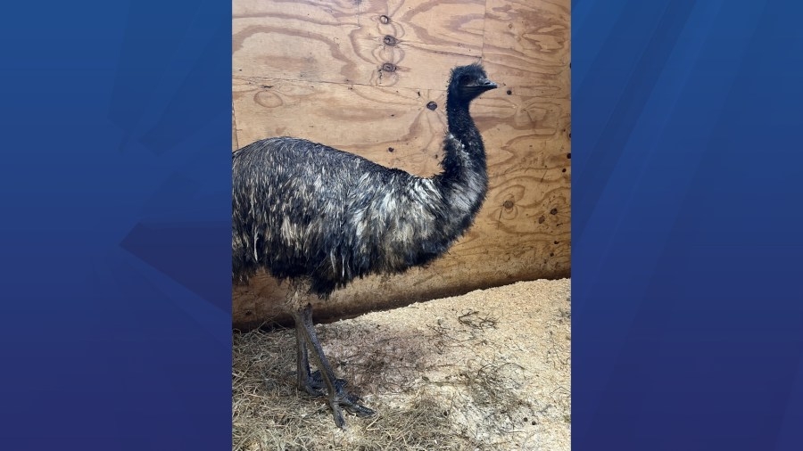 Local stray emu finds forever home at Animal Adventure