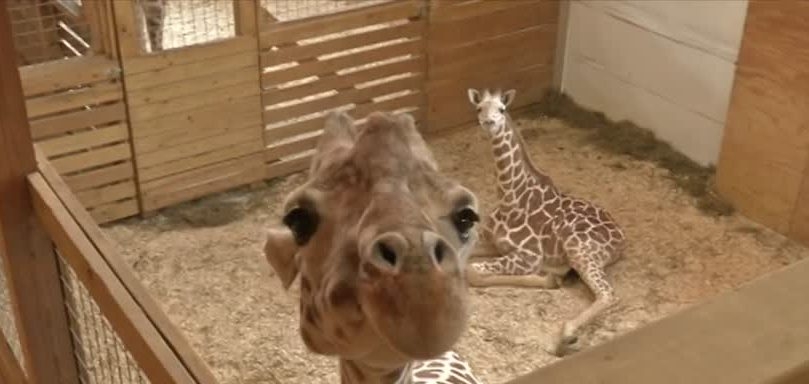 Low Sensory Morning at Animal Adventure allows for calm, quiet visit to the park