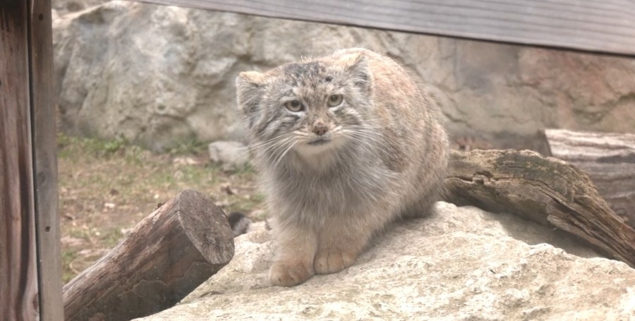 Dine with the animals at Ross Park Zoo