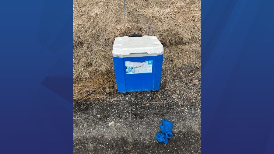 Vestal Dog Control: Dead puppies found in cooler on side of the road, asking for public's help