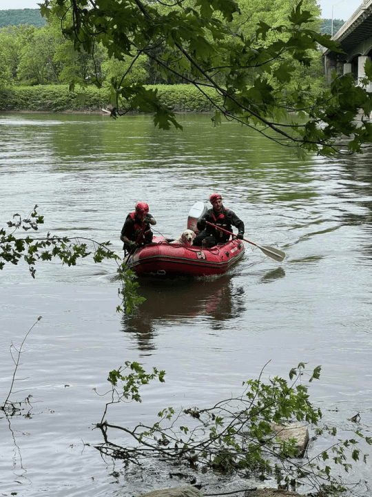 Binghamton firefighters rescue dog from river island