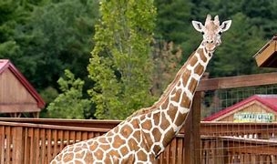 Animal Adventure offering on the house admissions to Dads