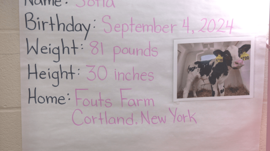 Local 1st grade class adopts cow from Cortland farm