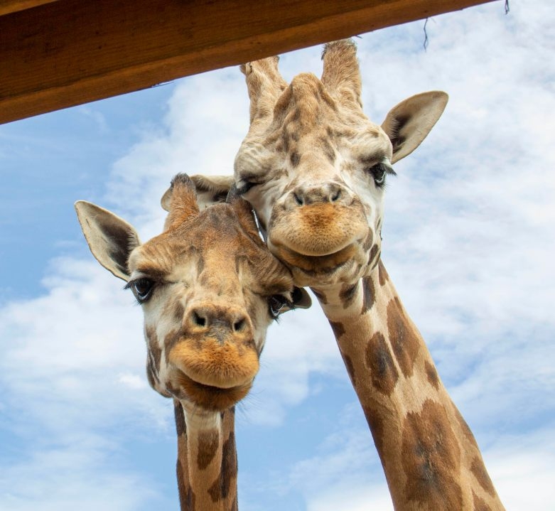 Free admission for Moms at Animal Adventure this weekend