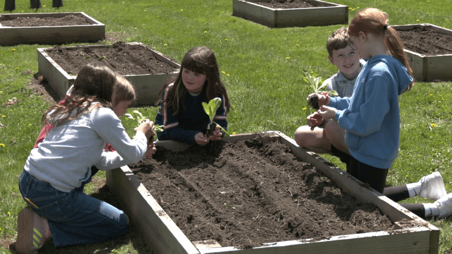 Brookside students get their hands dirty in the garden with CCE