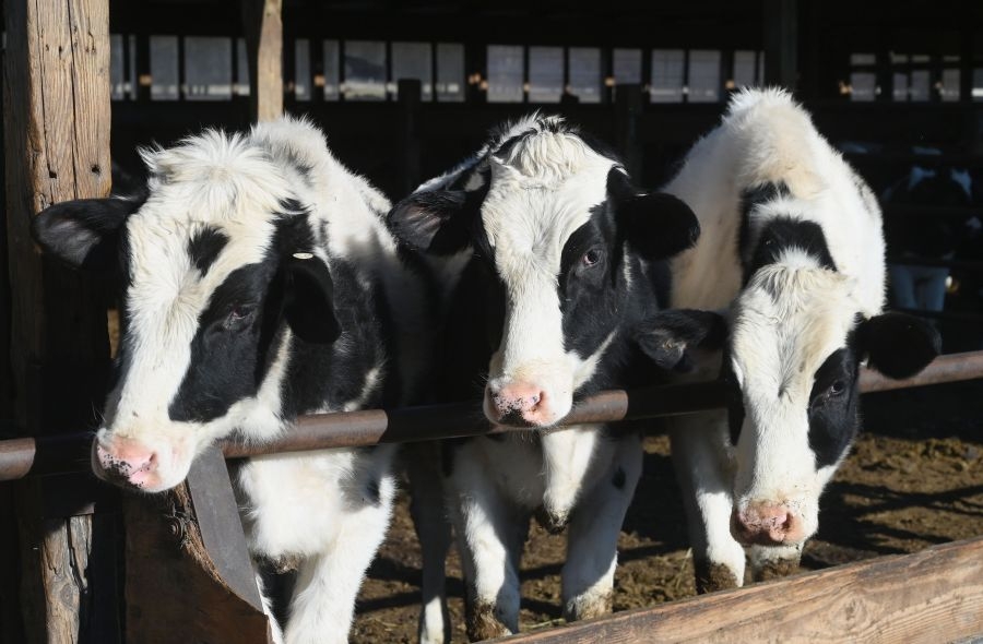 Upstate Democrats oppose cow limit for dairy farms