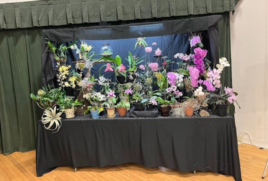 Orchid Show returning this weekend