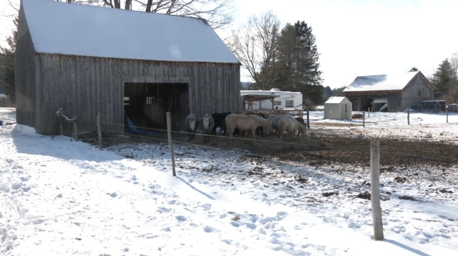 Attorney, Norwich woman speak out on animal cruelty case