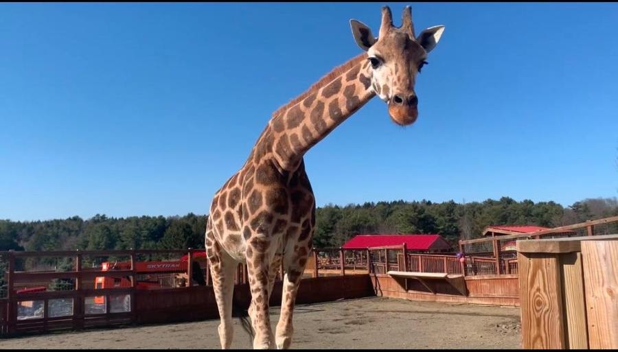 Animal Adventure mourns loss of one of its giraffes
