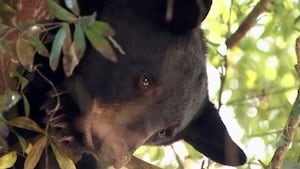 Protests planned as FWC further considers implementing a black bear hunt this year