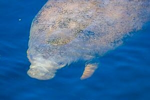 565 manatees were reported dead in Florida last year: Here's what we've learned