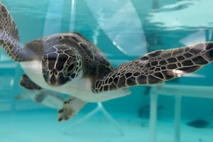 Florida officials announce record year for certain threatened sea turtle nests