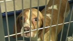 Florida lawmakers plan to crack down on animal cruelty crimes with growing task force