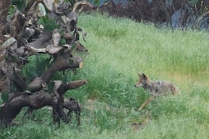 Atlantic Beach investigating multiple reports of a coyote attacking people