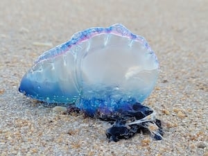 Man o' war warning in St. Johns County