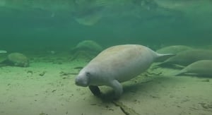 Beloved manatee dies after 54+ years due to watercraft collision