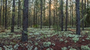 Florida approves conservation of more than 1500 acres of land in Putnam County