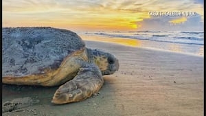 New interactive maps track Coastal Georgia barrier island sea turtle activity in real time