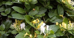 Become a ‘weed wrangler': Volunteers needed for invasive plant cleanup March 1st