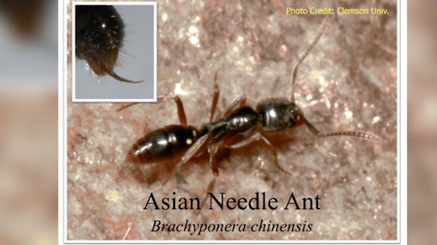 Ant species with deadly sting rises across 17 U.S. States including GA and SC