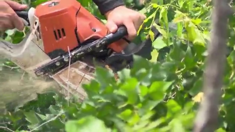 Augusta tree companies continue tree removal more than 8 months since Helene