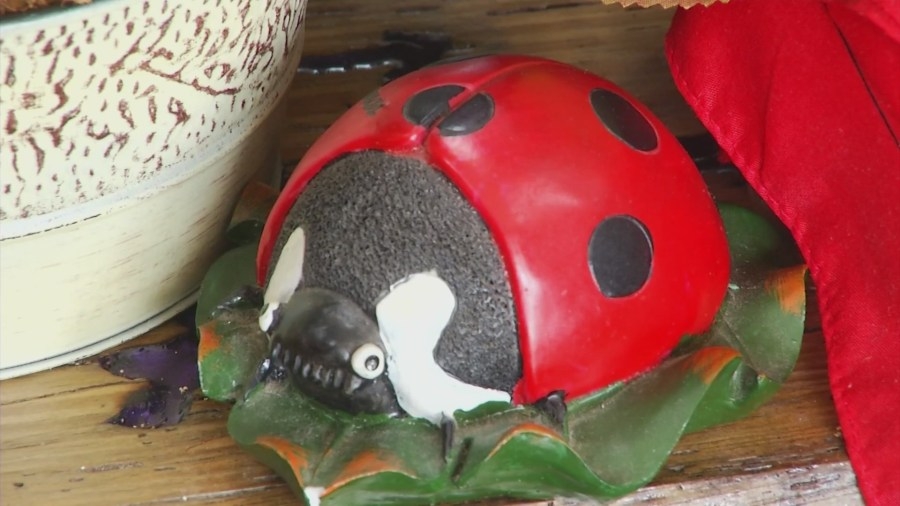 Ladybugs, you should be after this lucky charm