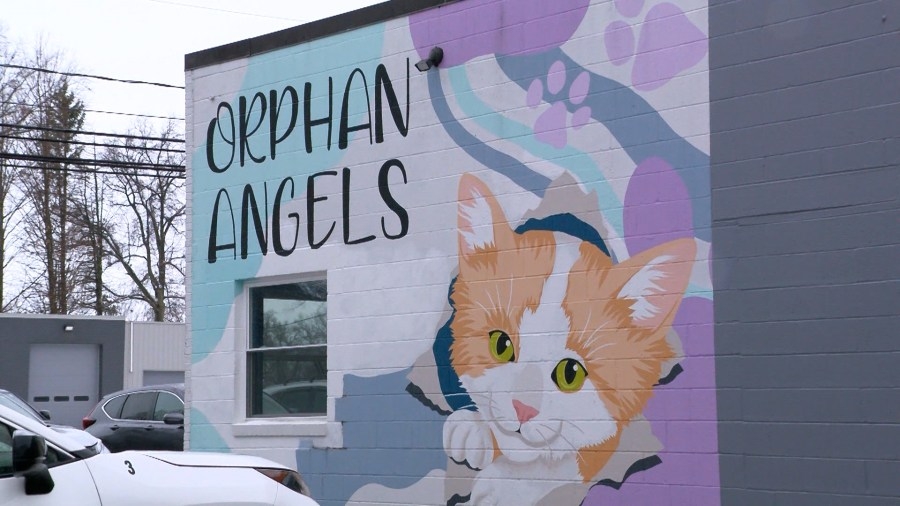 Orphan Angels Cat Sanctuary warns of Venmo impersonator
