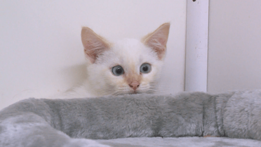 ANNA Shelter looking for new home for 15 abandoned cats