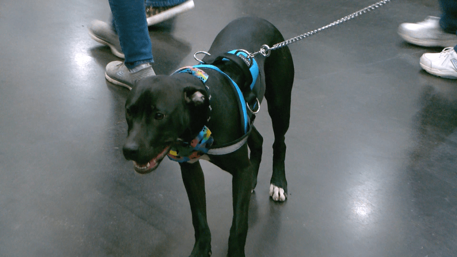 Phoenix makes first public appearance since recovery