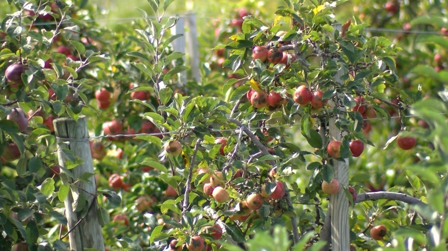 Uncertainly lingers for food banks, farmers following federal funding cuts
