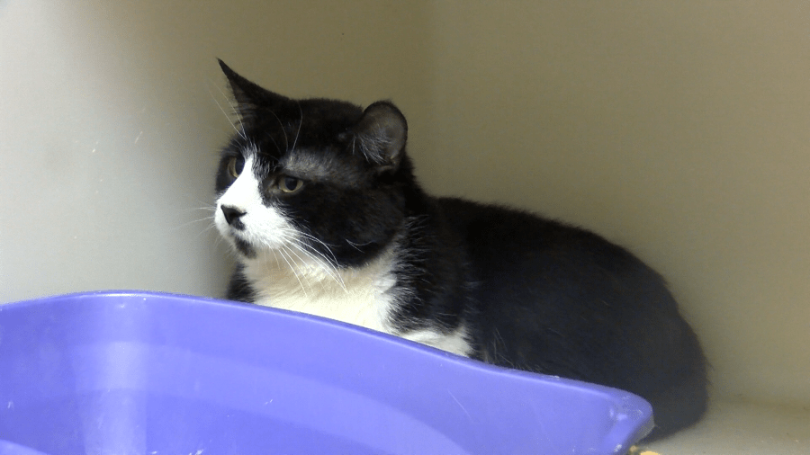 Erie Humane Society rescues over 50 animals in two weeks