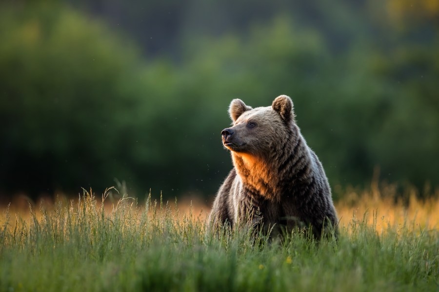Union City student in the running for wildlife magazine feature