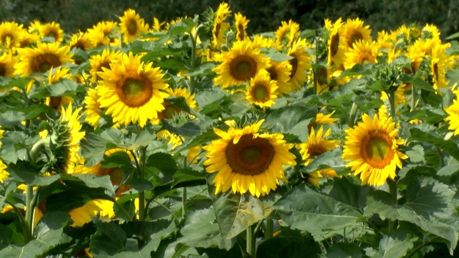 Eco-tourism partnership blooms in Girard between Hagen History Center, PA distillery