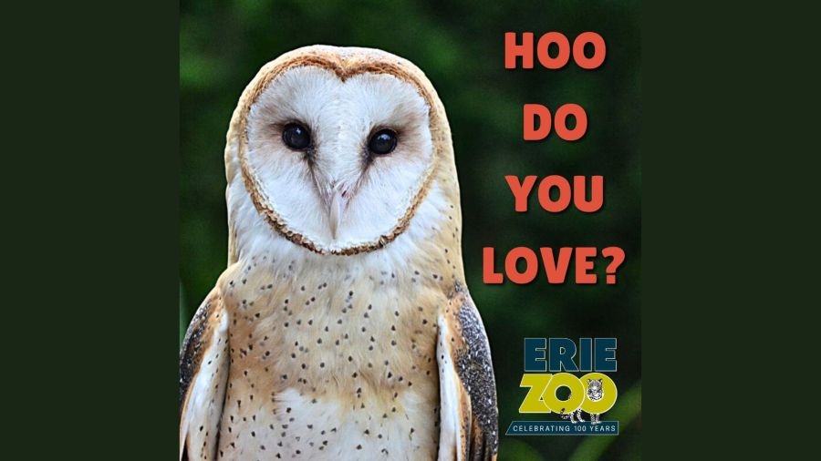 Erie Zoo to host ‘Hoo Do You Love' Valentine's event this weekend