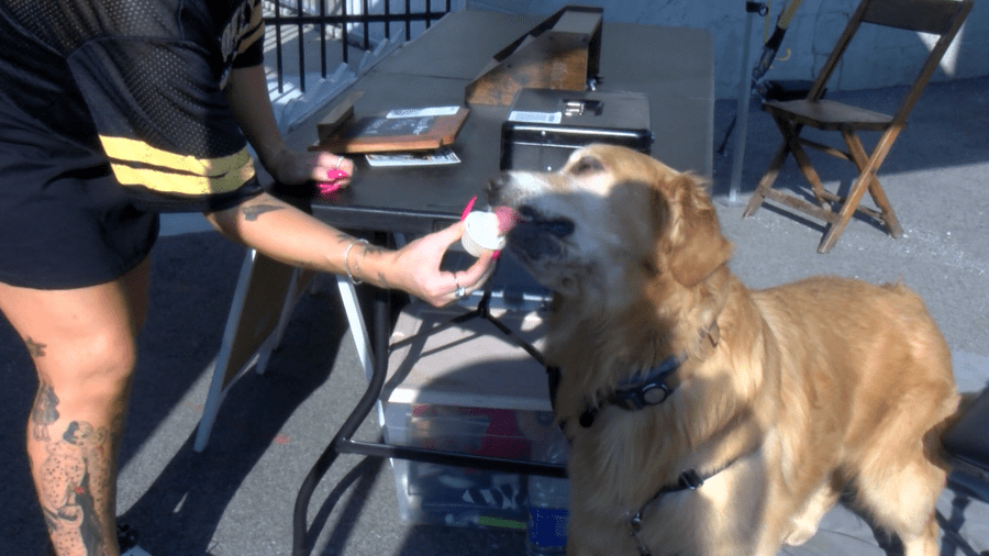 Werner Books hosts Patio Pup Night with treats and ice cream