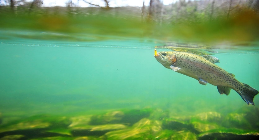 Trout season starting this weekend in Pennsylvania