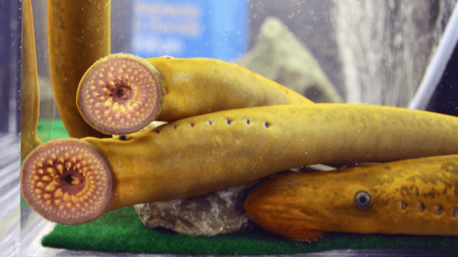 Federal cuts put invasive sea lamprey control efforts in jeopardy