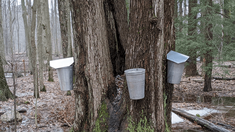 Maple season continuing at Asbury Woods with annual mape festival