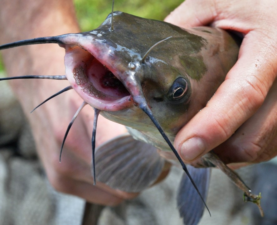 TDEC warns against eating catfish from Sullivan Co. reservoir