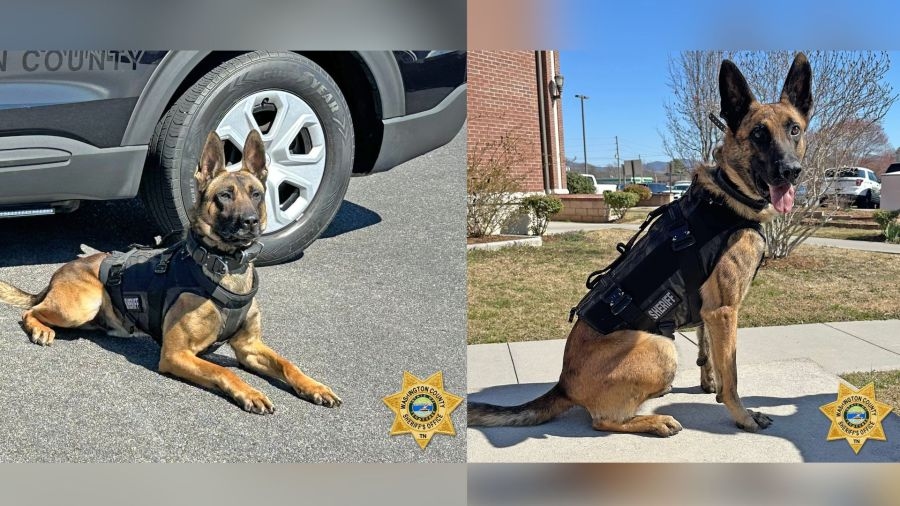 WCSO: K-9s Murphy and Cain now protected with ballistic vests