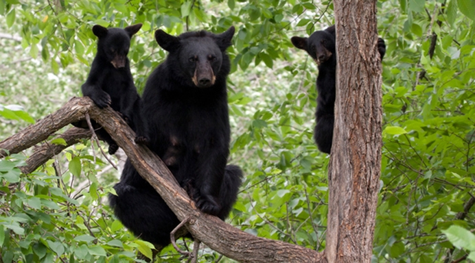 DWR: Springtime means more bear activity in Virginia
