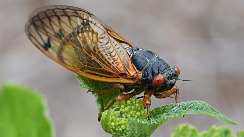 17-year brood of cicadas expected to emerge in East Tennessee in a few weeks
