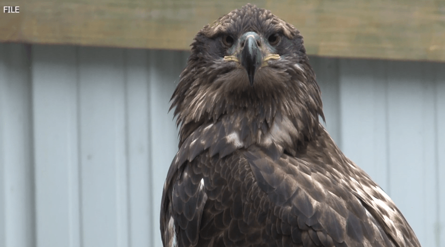 Non-profit ‘Talon Ridge Raptor Institute' working to conserve birds of prey in NETN