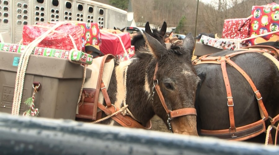 Mountain Mule Packers reports 3 mules killed after tragic incident